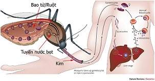 Bệnh sốt xuất huyết đang có chiều hướng gia tăng