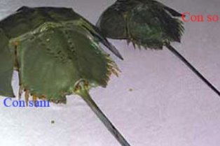 Phân biệt so biển và sam biển để tránh ngộ độc