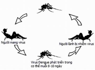 Bệnh sốt xuất huyết và những nguy hiểm khó lường