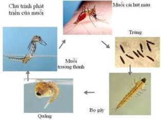 Cách đơn giản phòng bệnh sốt xuất huyết hiệu quả