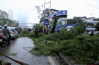 Cây trồng mới trên đường Nguyễn Chí Thanh là gỗ Mỡ