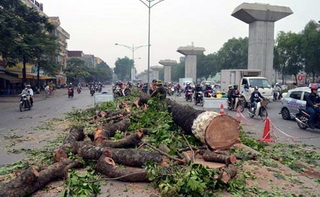 Toàn văn Kết luận thanh tra việc cải tạo, thay thế cây xanh