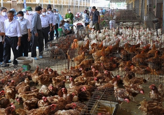 Phòng tránh ngộ độc thực phẩm và dịch cúm gia cầm