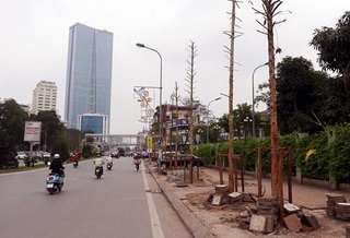 Hà Nội tổ chức hội thảo tìm cây thay cây mỡ