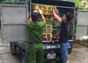 Gần 1 tấn gà thịt thải loại tuồn vào Việt Nam