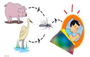 Viêm não Nhật Bản: Cha mẹ dễ nhầm lẫn với bệnh khác