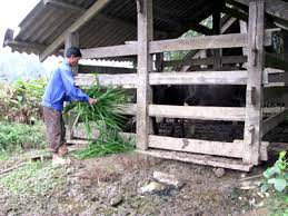 Hộ cận nghèo được vay 100% chi phí đi xuất khẩu lao động