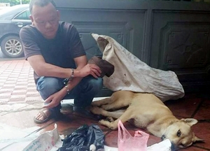 Dùng cyanua hạ độc chó lai becgie rồi trộm