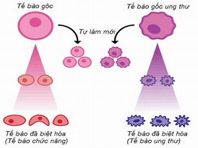 Điều trị tế bào miễn dịch trong ung thư