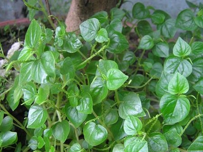 Công dụng kỳ diệu của rau càng cua