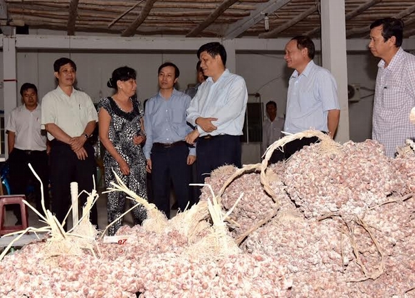 Hành tím là nguyên nhân gây mù mắt ở Sóc Trăng