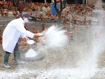 Nam Định công bố dịch cúm gia cầm