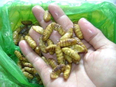 Những sai lầm khi ăn nhộng tằm