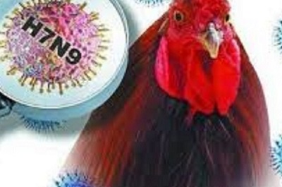 Nguy cơ cao dịch cúm gia cầm xâm nhập vào Việt Nam