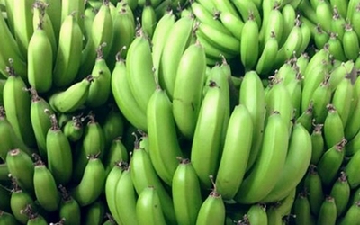 Bắt quả tang ngâm chuối với thuốc diệt cỏ