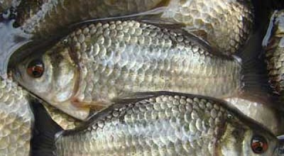 Cá diếc giúp nam giới &quot;hoành tráng&quot; hơn