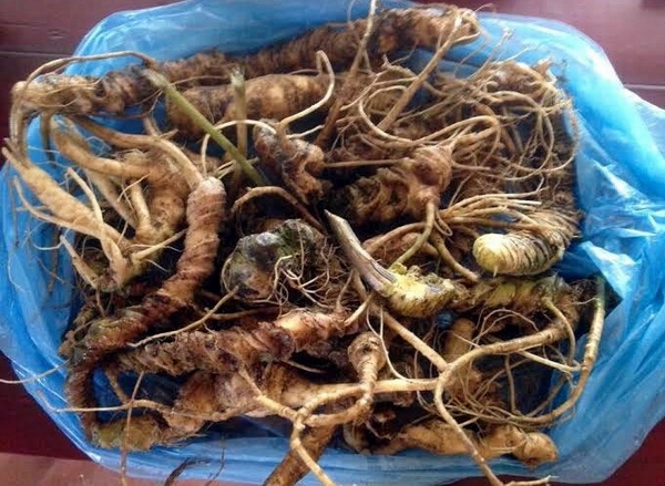 Loại tam thất hoang rất giống với sâm Ngọc Linh đang được khách hàng ưu chuộng.
