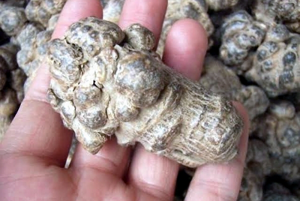 Một số loại tam thất khô bán trên thị trường được thương lái trộn chì để tăng trọng lượng cực kỳ độc hại
