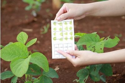 Ứng dụng công nghệ cao phát triển đậu nành Tây Nguyên
