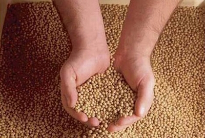 Cấm 5 chất gây ung thư trộn trong thức ăn chăn nuôi