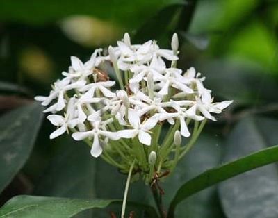 Công dụng chữa bệnh kỳ diệu của cây mẫu đơn
