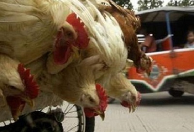 Cảnh giác cúm gia cầm có nguy cơ xâm nhập vào Việt Nam