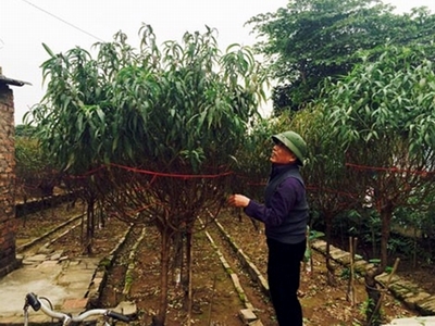 Đào, quất chơi Tết đang ngóng chờ… thời tiết