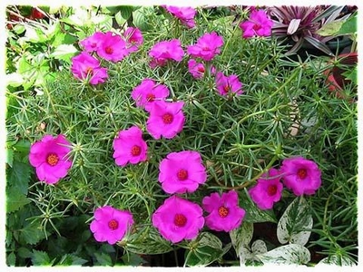 Hoa mười giờ có tác dụng chữa bỏng