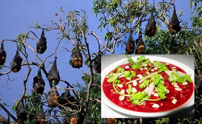 Thực hư vụ nguyên Giám đốc sở tử vong do ăn tiết canh dơi