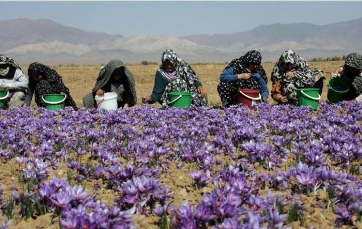  Hoa Nghệ Tây có giá trị cao được ví như vàng đỏ của Iran
