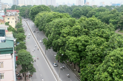 Hàng cổ thụ ven hồ Thủ Lệ sẽ bị đánh chuyển, chặt hạ sau Tết