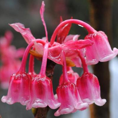 Rực rỡ mùa đào chuông trên đỉnh Bà Nà Hills