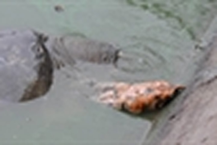 &quot;Cụ Rùa&quot; hồ Hoàn Kiếm vừa qua đời