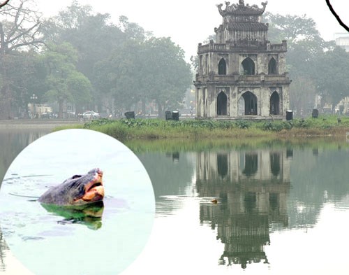 &quot;Hồ Gươm không thể không có rùa&quot;
