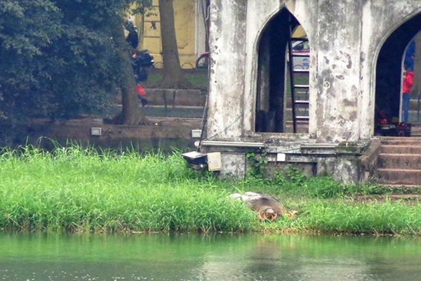 cụ rùa