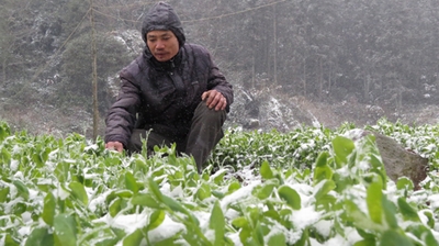 Nông dân mất trắng rừng thảo quả, rau màu vì tuyết