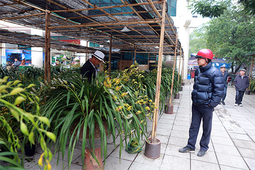 Cận cảnh chậu địa lan giá 120 triệu với số lượng hơn 100 cành.