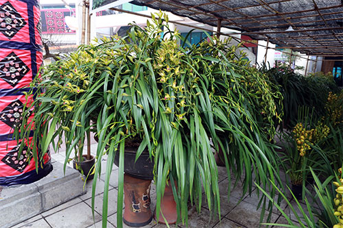 Rất nhiều cành bắt đầu bung nở hoa, tỏa hương thơm dịu.