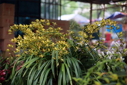 Mãn nhãn với chậu địa lan giá 120 triệu ở Hà Nội