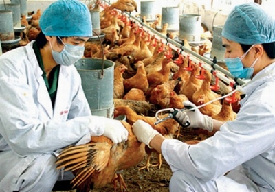 Dịch cúm gia cầm có nguy cơ lây lan trong dịp Tết