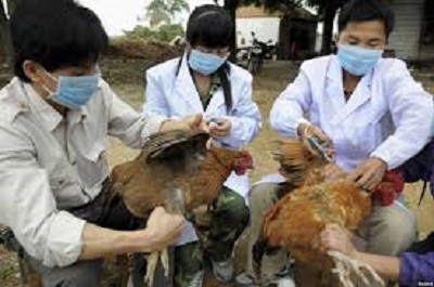 Nguy cơ cao bùng phát và lây lan dịch cúm gia cầm