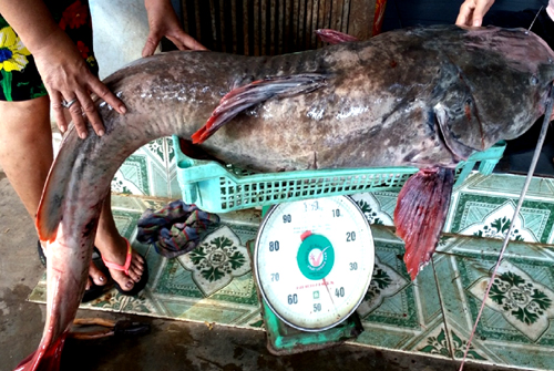 Con cá lăng đuôi đỏ nặng 43 kg.