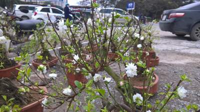 Mai trắng bonsai giá chục triệu &quot;hút&quot; khách nhà giàu chơi Tết