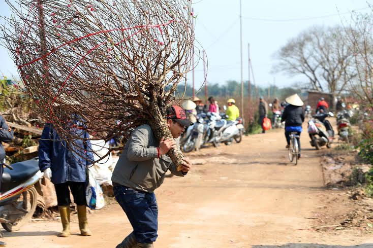 Với những gốc đào cổ thụ như thế này, giá sẽ khá 