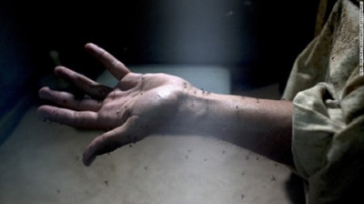 Vì sao virus Zika nguy hiểm với đàn ông hơn phụ nữ?