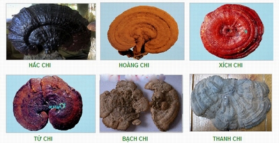 Tăng tuổi thọ nhờ nấm linh chi