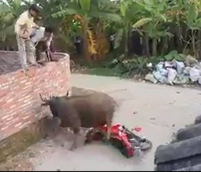 Nổ súng bắn trâu điên húc 3 người bị thương