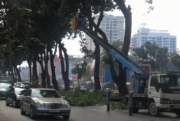 Chủ tịch Hà Nội &quot;sờ gáy&quot; toàn bộ dự án cây xanh 5 năm qua!