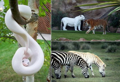 Vẻ đẹp lạ lùng, mê hoặc của những động vật bạch tạng