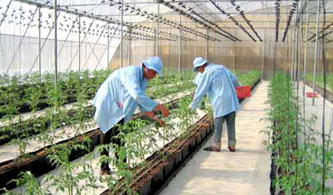 Nhân rộng các cơ sở sản xuất, kinh doanh thực phẩm an toàn